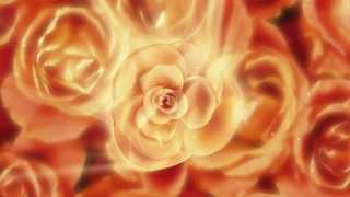 Golden Roses Loop - Video HD