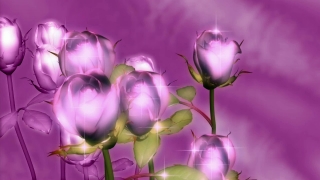 Purple Tulips Spinning Loop - Video HD