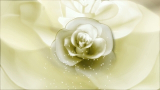 White Wedding Roses Loop - Video HD